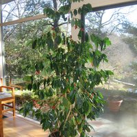 Here's the tree, around six years old and standing over seven feet tall