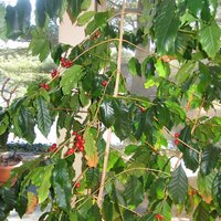 Looking closer in, you can see the clusters of coffee cherries