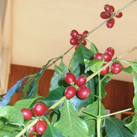 And here's a close-up of a couple of the branches