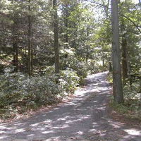 The driveway up to the house. You can barely see the house through the trees in the upper left. Boring photo, actually.
