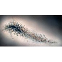 Crisis (lenticular print)