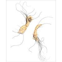 Untitled 1703, 50" x 33" x 7"